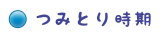 つみとり時期