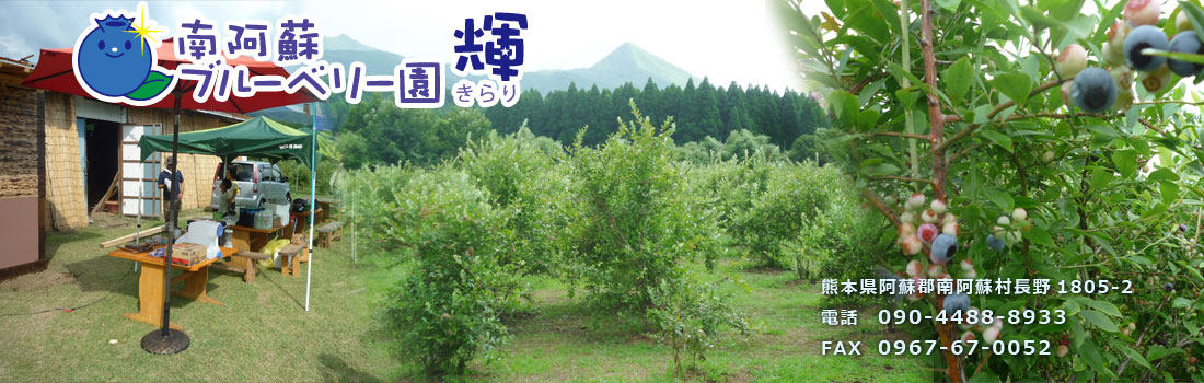 南阿蘇ブルーベリー園 輝(きらり)