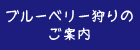 ブルーベリー狩りのご案内 